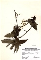 藏品(通條樹)的圖片